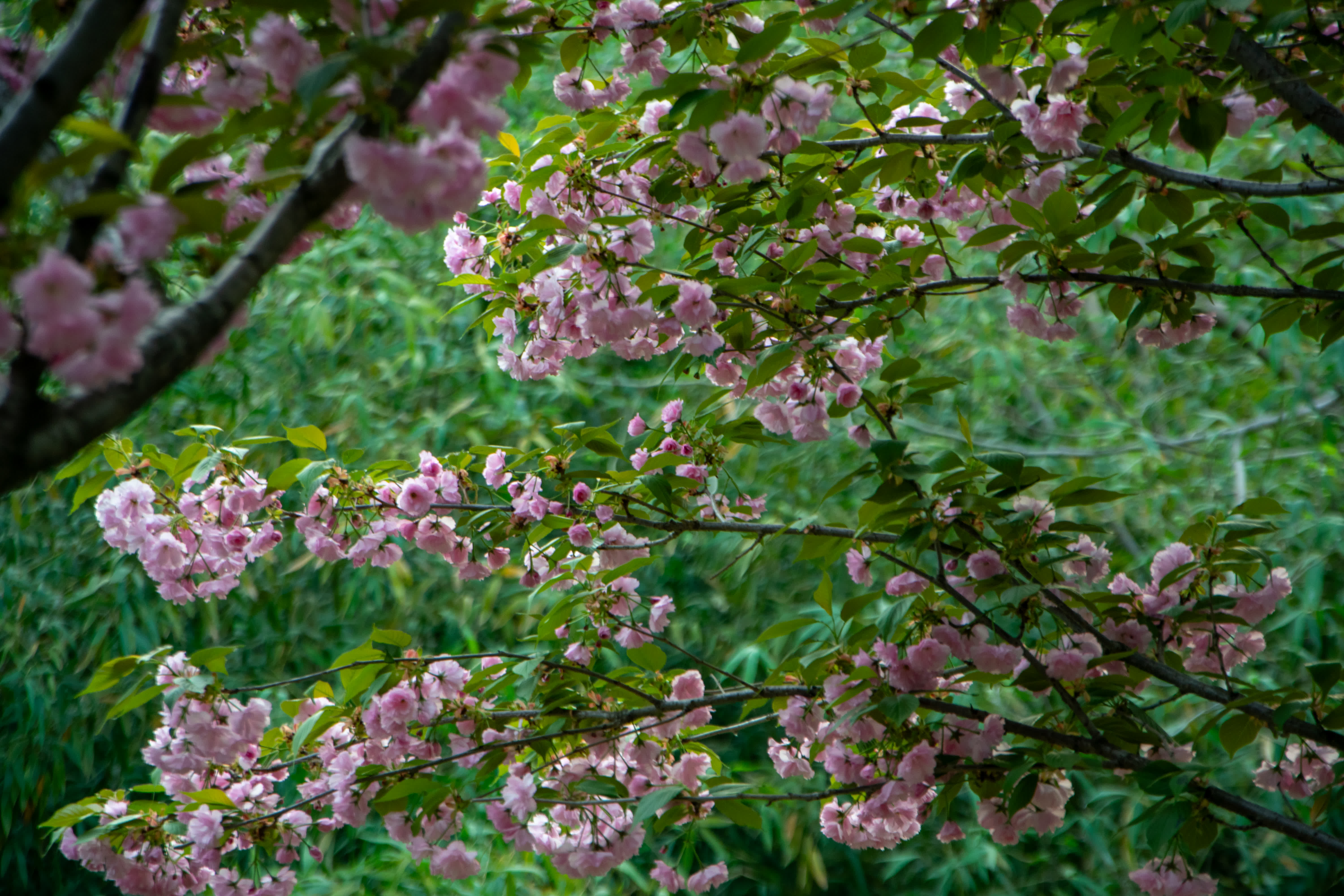 Tapestry of Spring